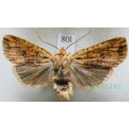 Conistra rubiginea (Denis & Schiffermüller, 1775) Porożnica rudnica Czech80l